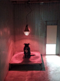 Chauffages des boxs chiens